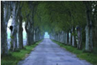 Picture of an Alley Way through a Clearing of Trees in a Wood