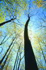 Tall trees towards the sky photograph